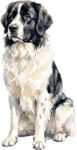 Newfoundland WC0952