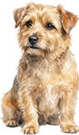Norfolk Terrier WC1000