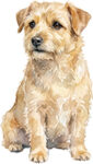 Norfolkterrier WC0962