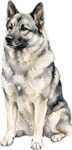 Norwegian Elkhound WC1001