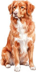 Nova Scotia Duck Tolling Retriever WC0967