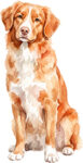 Nova Scotia Duck Tolling Retriever WC1004