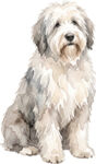 Old English Sheepdog WC0968