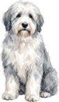 Old english sheepdog WC1005