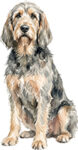 Otterhound WC0971