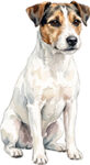Parson Russell Terrier WC0972
