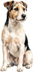 Parson Russell Terrier WC1007