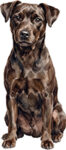 Patterdale Terrier WC0973