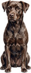 Patterdale Terrier WC1008