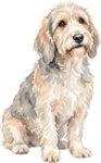 Petit basset griffon vendéen WC0975