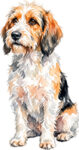 Petit basset griffon vendéen WC1009