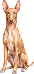 Pharaoh Hound WC0418