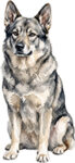 Swedish Elkhound WC0773