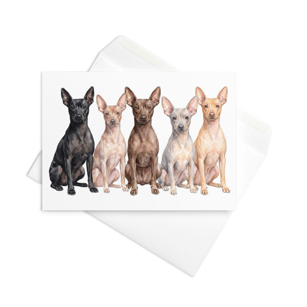Vikt kort med american hairless terrier